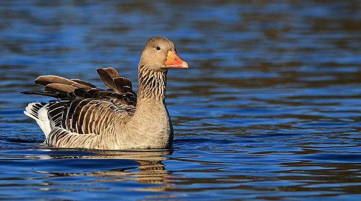 Graugans im Wasser