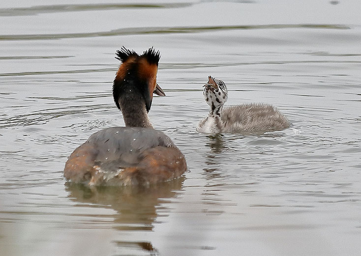 Passt ganz rein ... unglaublich! Foto: Dennis Sallai