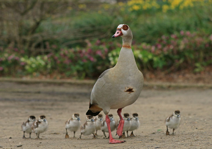 Stolz zeigt Papa Nilgans seinen Nachwuchs