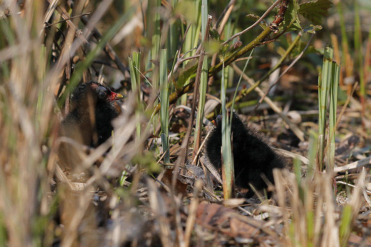 Gut versteckt im Schilf - die kleinen Küken der Teichhühner - Foto: Dennis Sallai