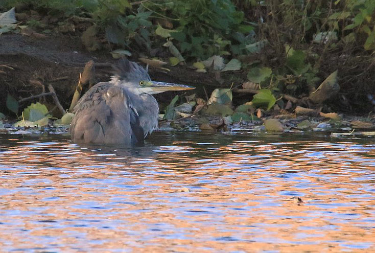 Graureiher bis zu Hals im Wasser