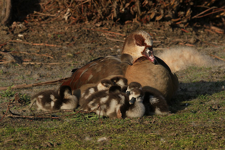 Mama Nilgans mit sechs Gösseln