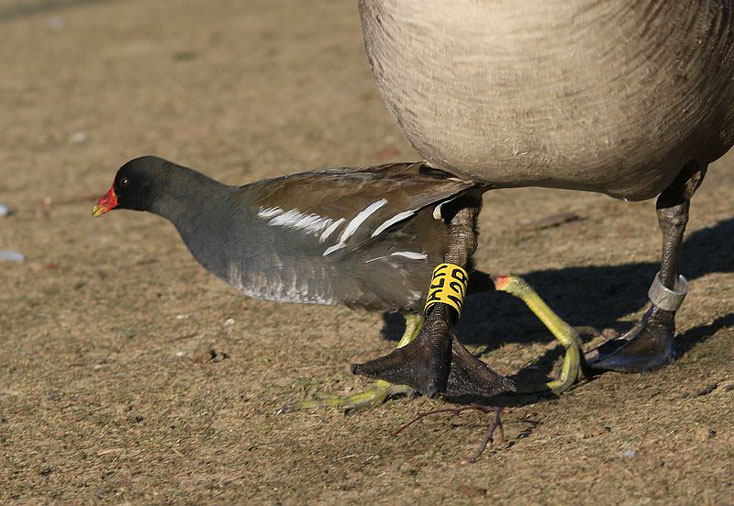 Teichhuhn läuft unter Gans hindurch.