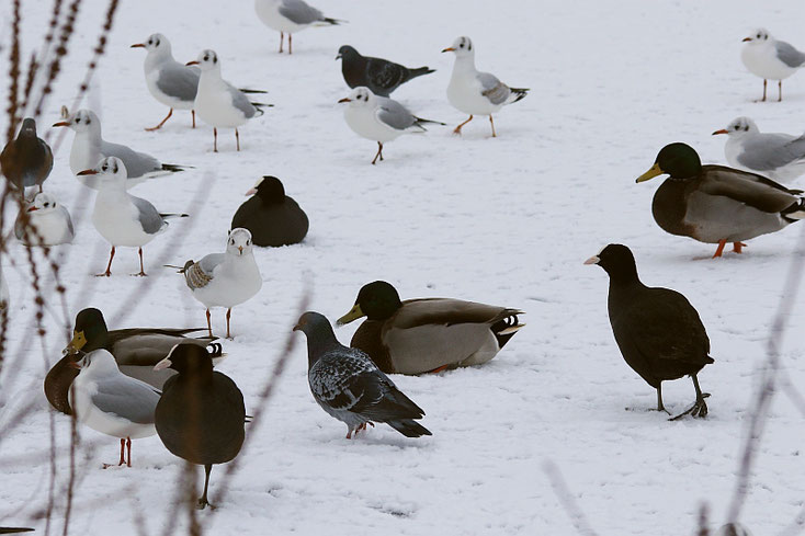 Möwen, Enten, Rallen und Tauben im Schnee