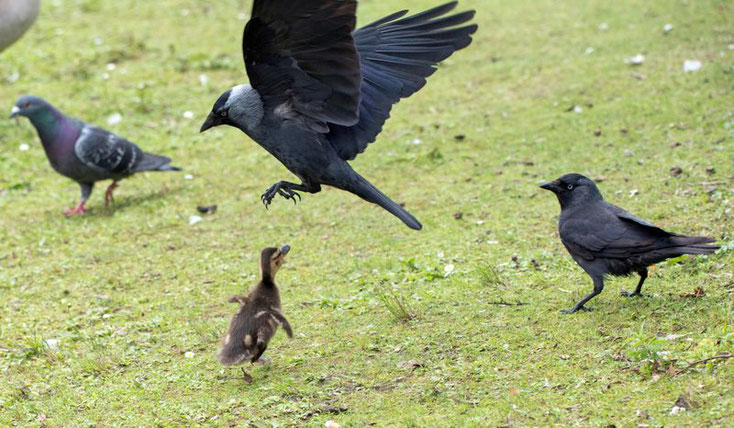 Die Küken machen es der Mama nach und attackieren die Dohlen.