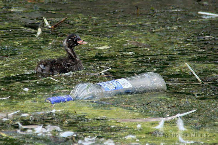 Zwergtaucher mit Wodka Flasche