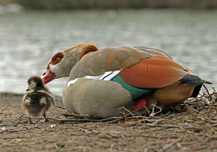 Mama Nilgans wärmt die Kinder in ihrem Daunenkleid. 