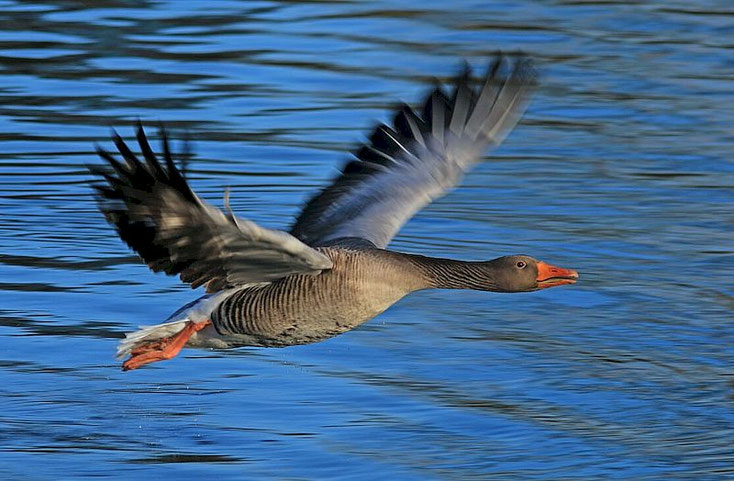 Graugans im Flug