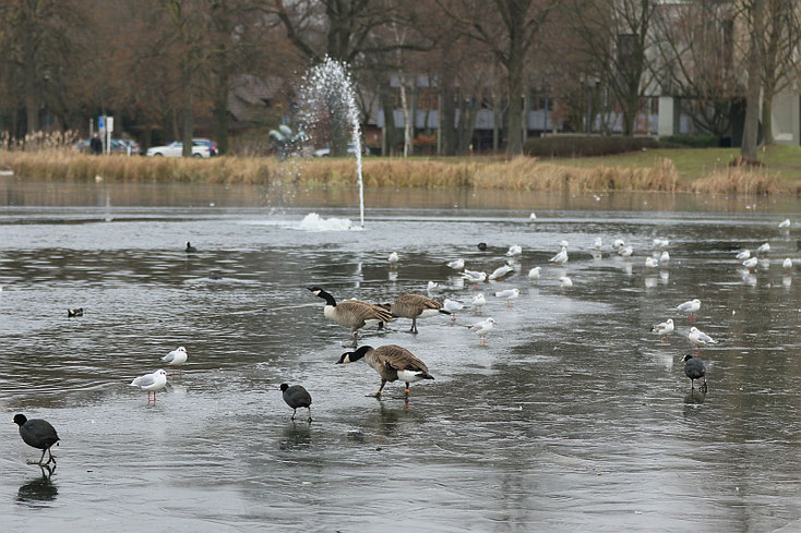 Den Wasservögeln macht die Kälte nichts aus - sie baden vergnügt im Wasser.