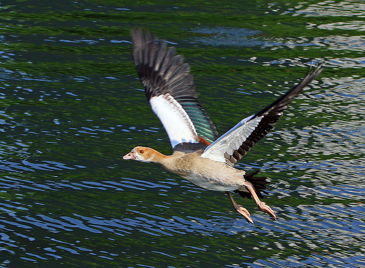 Nilgössel beim Übungsflug über dem Wasser