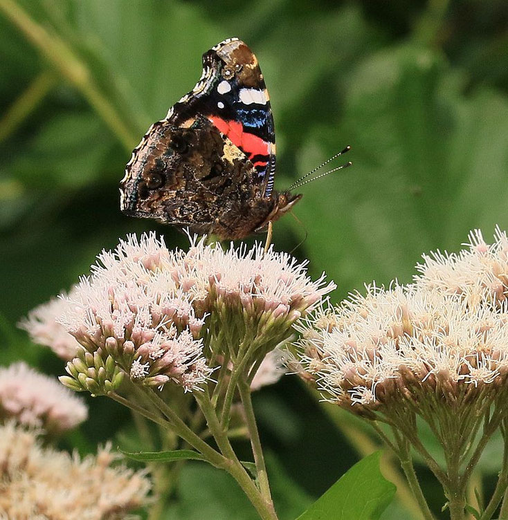 Schmetterling saugt Nektar vom Wasserdost