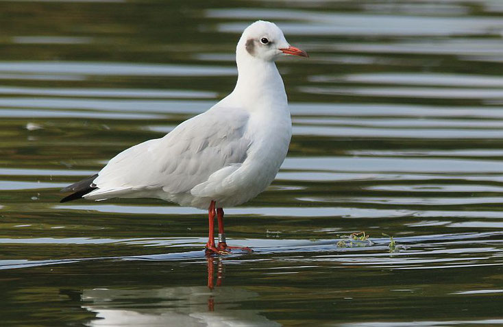 Lachmöwe aus Bremen am City-See