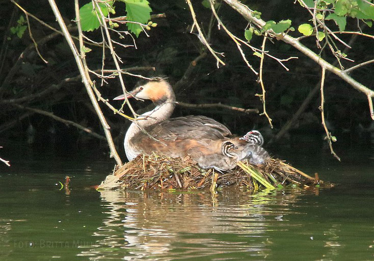 Die geschlüpften Küken liegen am Nestrand. Der Altvogel sitzt noch auf Eiern!