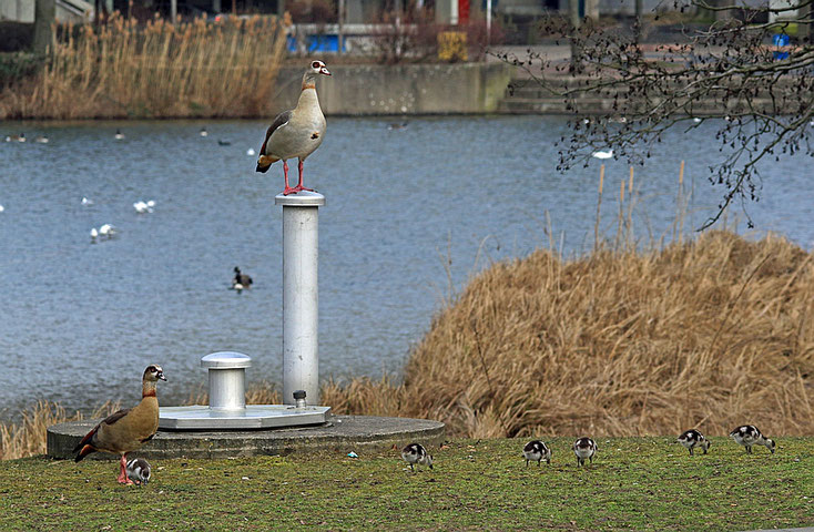 Papa Nilgans auf Wachposten - von einem erhöhten Standpunkt bewacht er seine Familie