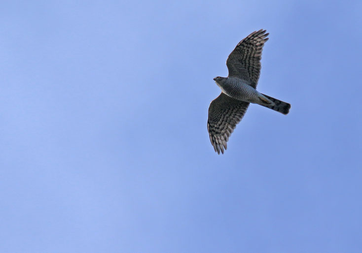 Sperber im Flug