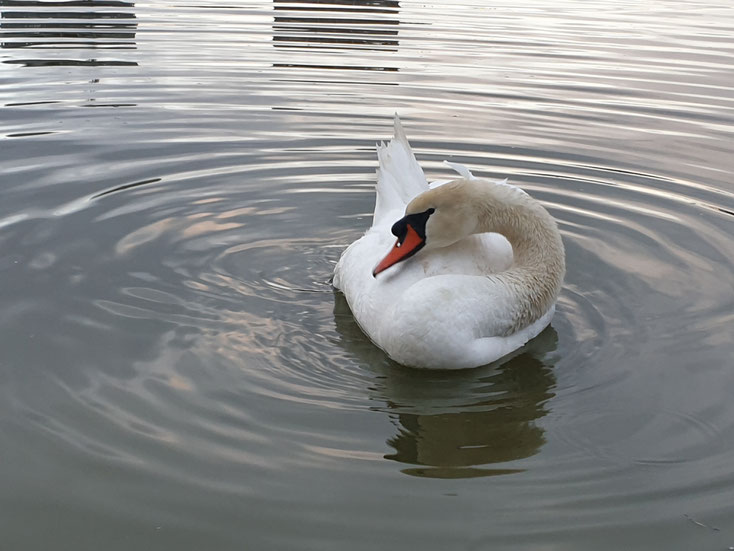 Ein Höckerschwan auf dem City-See!