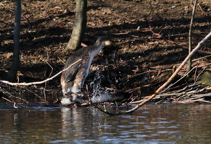 Paarung der Haubentaucher