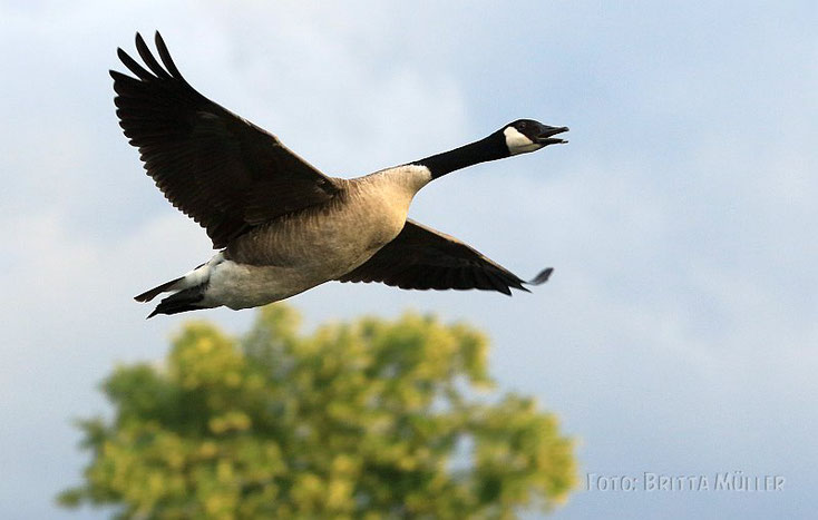 fliegende Kanadagans