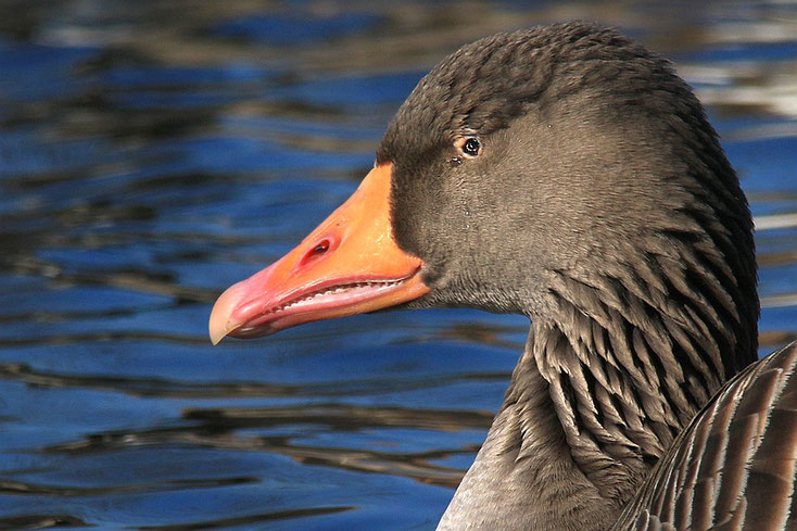 Graugans mit verletztem Auge