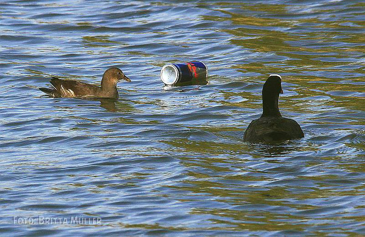 ein Getränkedose schwimmt im Lebensraum der Wasservögel