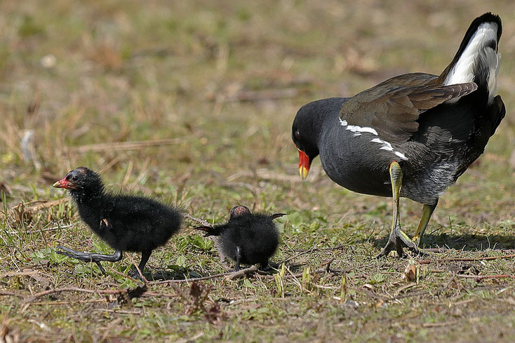 Mal sehen, ob es beim anderen Elternteil noch bessere Leckerbissen gibt ... Foto: Dennis Sallai