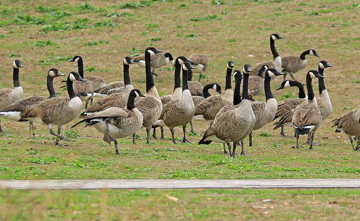 Gänse mit langen Hälsen halten Ausschau