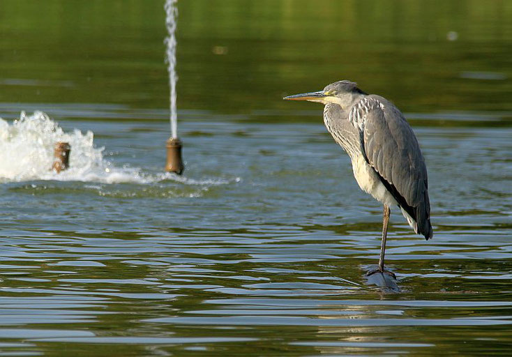 Graureiher steht auf einem Schlauch im Wasser