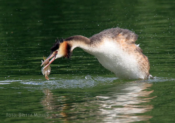 Haubentaucher mit frisch gefangenem Fisch