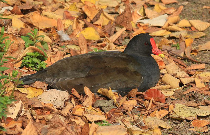 Teichhuhn liegt in Laubhaufen