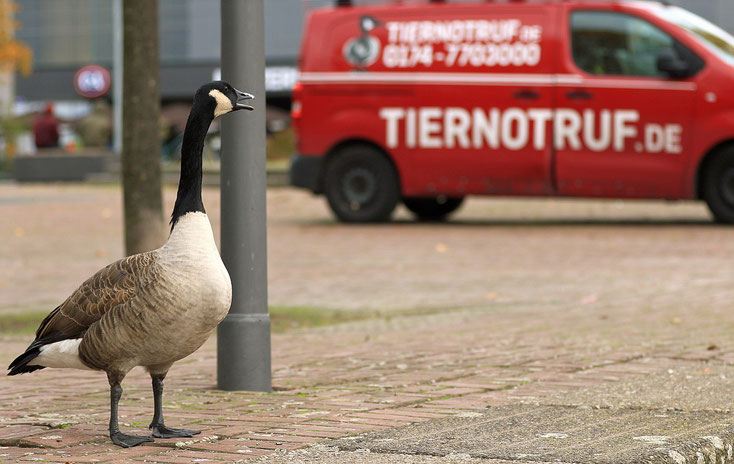 "Möwe in Not! Tiernotruf bitte kommen!" tröten die Kanadagänse