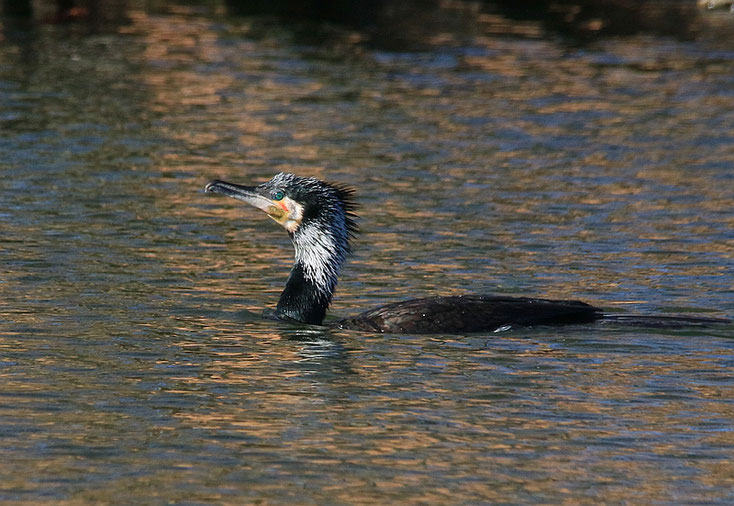 Kormoran im Prachtkleid