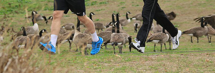 Jogger vor der Gänseschar