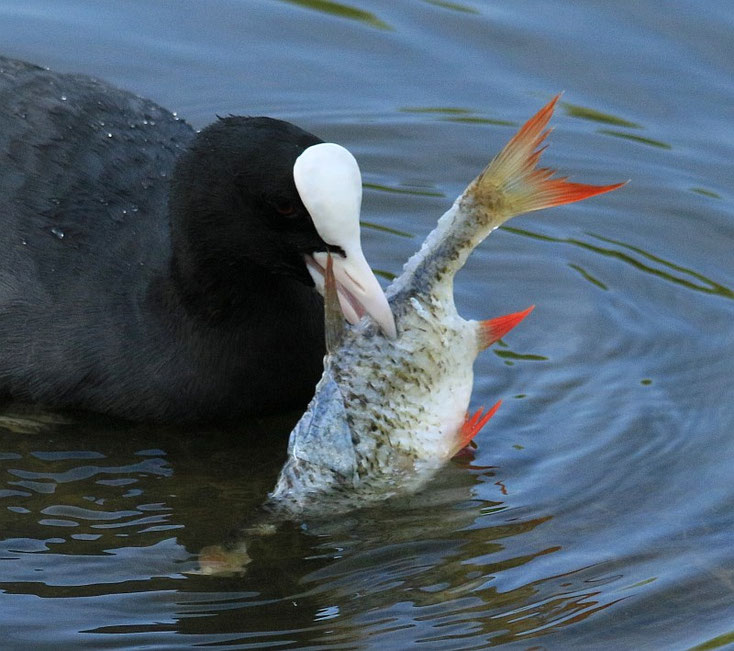 Blesshuhn mit Fisch im Schnabel