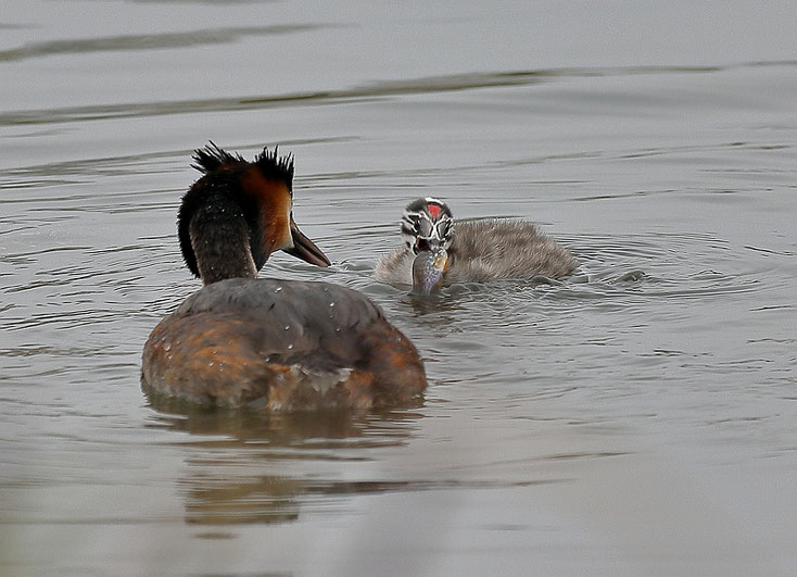 Ein dicker Fisch für den Nachwuchs! Foto: Dennis Sallai