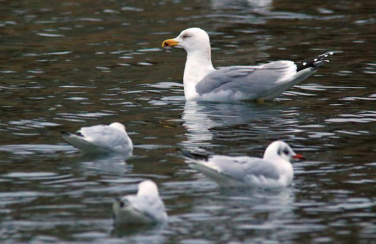 Mittelmeermöwe im Größenvergleich zu Lachmöwen