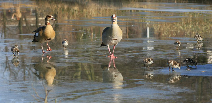 Nilgänse mit Gösseln