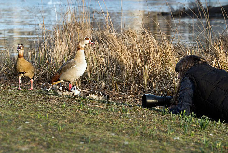 Fotoshooting mit Familie Nilgans 