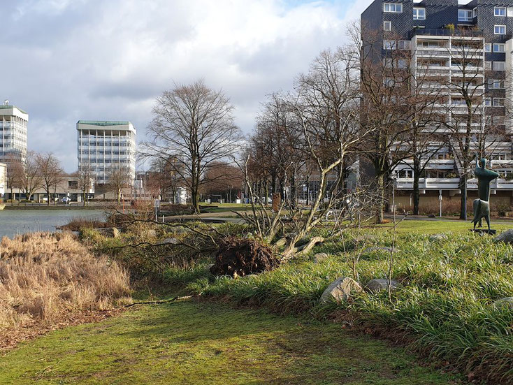 Samt Wurzel umgelegt: der Baum zwischen Schilfzone und der Skulptur Nike