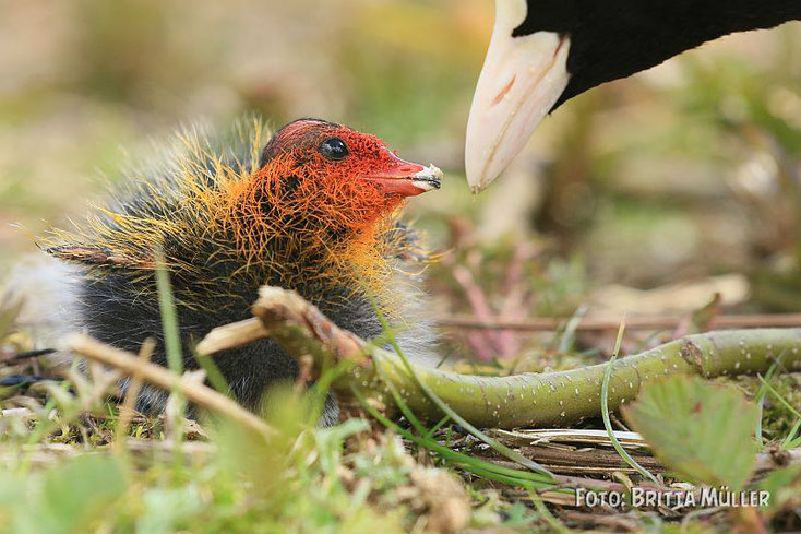 Das Küken des Blesshuhns wird vom Altvogel gefüttert