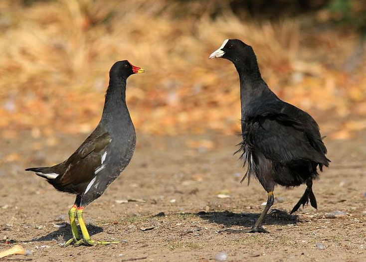 Rangordnungsstreitigkeiten zwischen Teichhuhn und Blesshuhn 