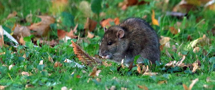 Ratte beim Fressen