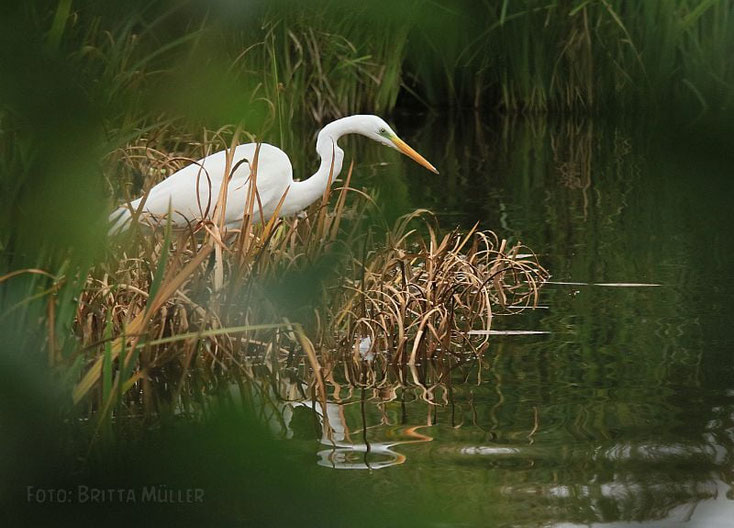 Silberreiher auf Fischfang