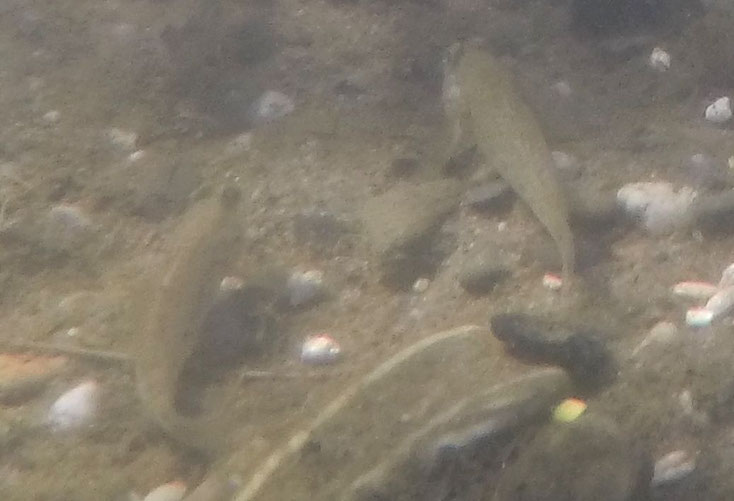 Grundeln mit Glubschaugen am Seegrund