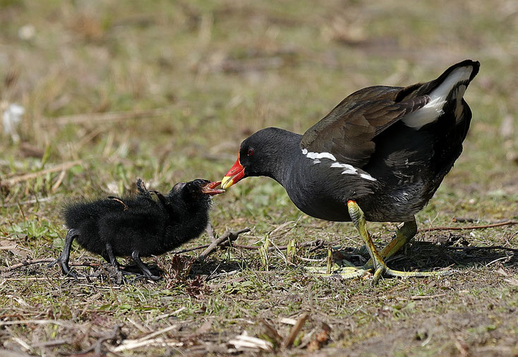 Die Eltern der Teichküken füttern ihren Nachwuchs - Foto: Dennis Sallai