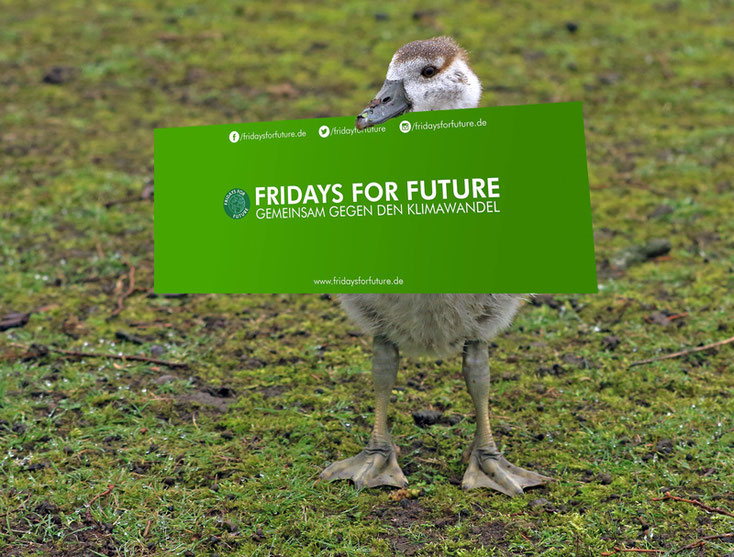 Nilküken mit Transparent "Fridays for Future"