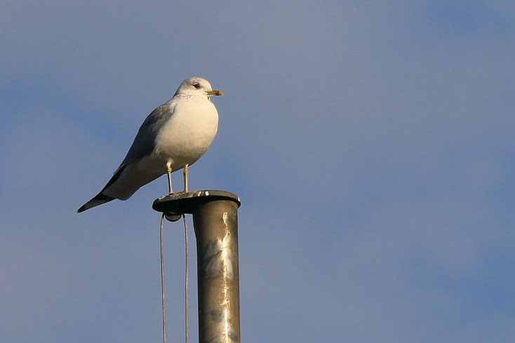 Sturmmöwe auf Fahnenmast