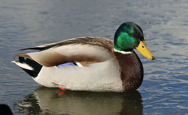 Stockerpel im Prachtkleid auf dem vereisten See