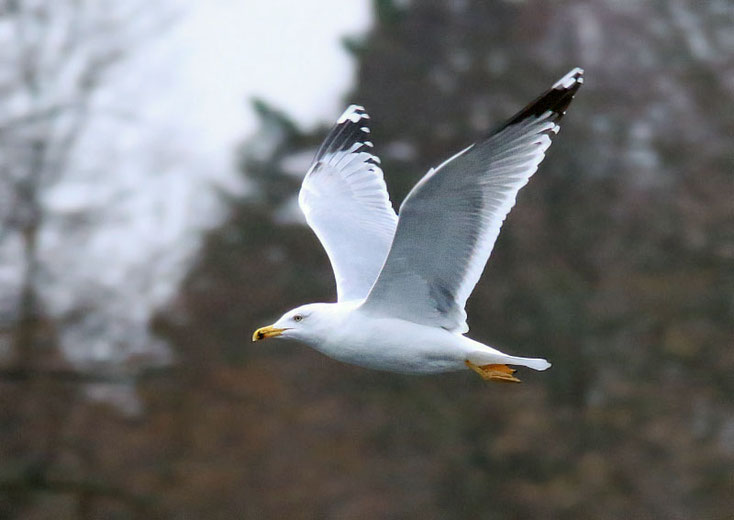 Mittelmeermöwe im Flug