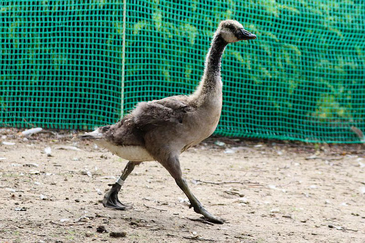 Ein frisch beringtes Gössel, nicht flügge. Foto: Daniel Schwarzbäcker