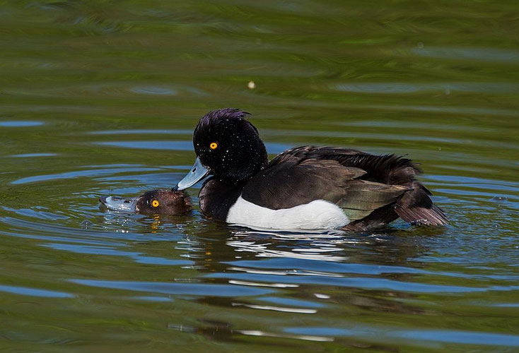 Paarung der Reiherenten - Foto: Dieter Kunkel